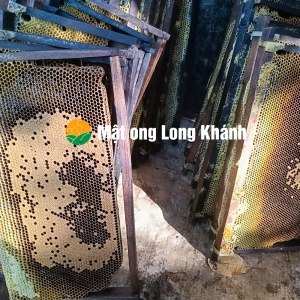 MẬT ONG LONG KHÁNH